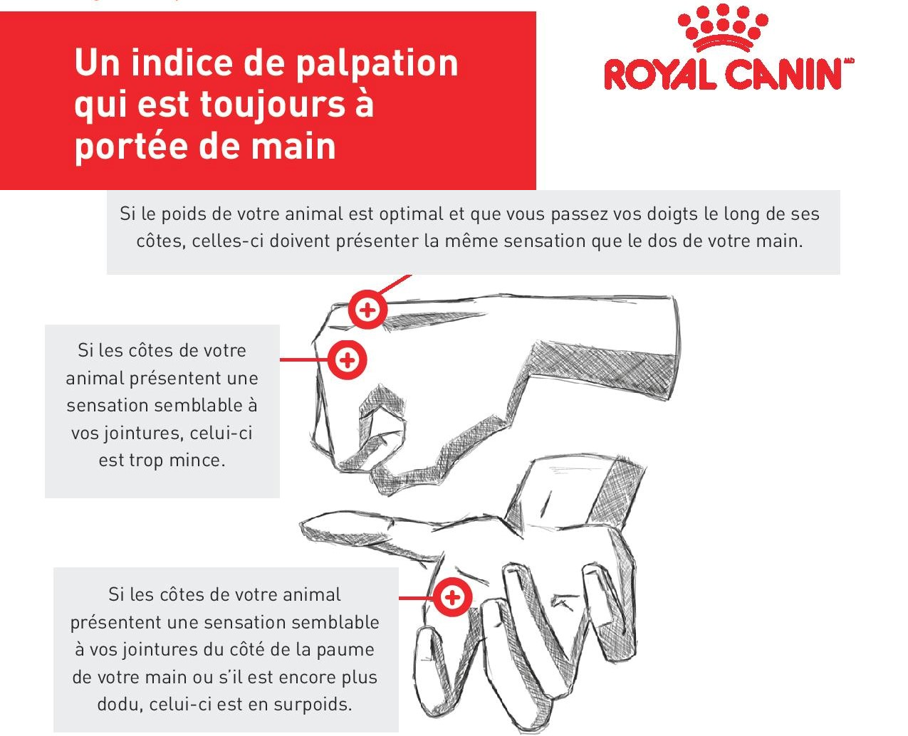 Caresse santé - Royal Canin